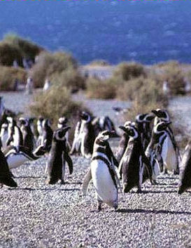 Punta Tombo Penguin Rookery